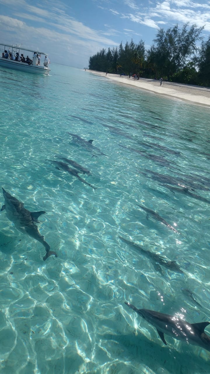 MNEMBA ATOLL SNORKELING & DOLPHIN TOUR